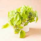 Philodendron Cordatum Neon Pretty Houses 8inPot Live Plant NN7 Fi9