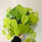 Philodendron Cordatum Neon Pretty Houses 8inPot Live Plant NN7 Fi9