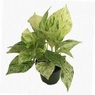 Epipremnum Aureum Marble Queen hos Hanging Live Plant NN7 4inPot