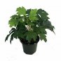 Oak Leaf Grape Ivy Cissus Rhombifolia  Live Plant NN7 4inPot  Indoor CO8