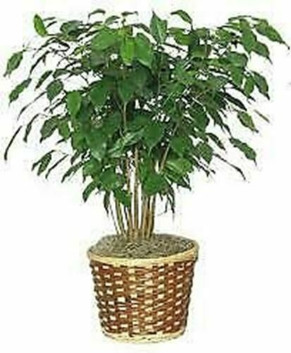 Ficus Benjamina Weeping Fig Benjamin Fig Ficus Tree Ficus Ft Ta Live Plant NN7 4