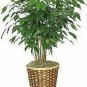 Ficus Benjamina Weeping Fig Benjamin Fig Ficus Tree Ficus Ft Ta Live Plant NN7 4