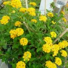 New Gold Lantana Lantana New Gold plant 1gallon Live Plant NN7