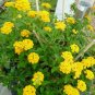 New Gold Lantana Lantana New Gold plant 1gallon Live Plant NN7
