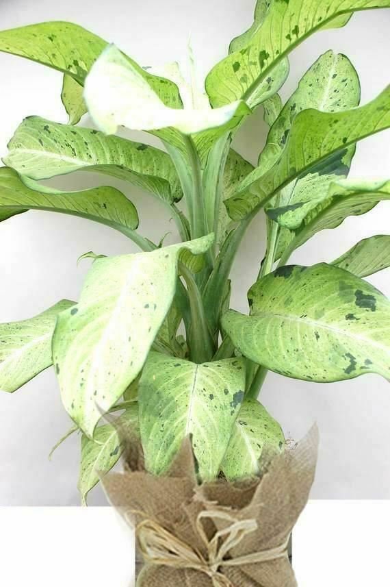 Differentia Camouflage Differentia Gall 2Ft Tall Indoor 1Gallon Live Plant NN7