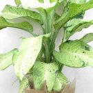 Differentia Camouflage Differentia Gall 2Ft Tall Indoor 1Gallon Live Plant NN7