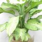 Differentia Camouflage Differentia Gall 2Ft Tall Indoor 1Gallon Live Plant NN7