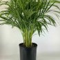 Areca Palm IndoorOutdoor Clean Air Of Toxins! 1Gallon Live Plant NN7