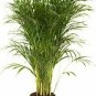 Areca Palm IndoorOutdoor Clean Air Of Toxins! 1Gallon Live Plant NN7