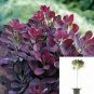 Cotinus coggygria Royal Purple Purple red Smoke Tree s plant 5gallon Live Plant