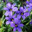 Blue Eyed Grass isyrinchium Bellum ennial plant 1gallon Live Plant NN7