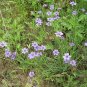Blue Eyed Grass isyrinchium Bellum ennial plant 1gallon Live Plant NN7