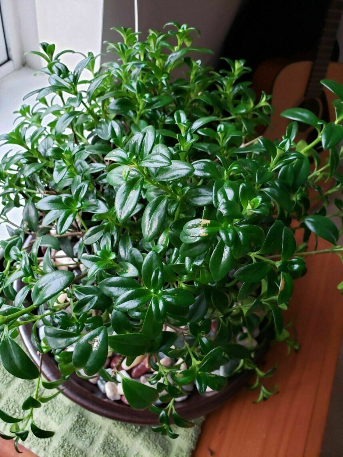 Ivy Asst Hanging Foliage Hedera Pe 1Gallon Live Plant NN7 6in9 FOLIAGE INDOOR CO