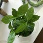 Arabica Coffee Green Bean Coffee Live Plant NN7 6inPot