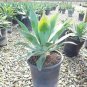Blue Flame Cactusucculent Evergreen Indoors Outdoors 5Gallon Live Plant NN7
