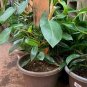 Philodendron Hastatum Pole Indoor In Full Like Photo Live Plant NN7