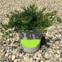 Emerald Carpet Manzanita Arcto Emerald Carpet plant 1gallon Live Plant NN7