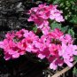 Verbena Verbena uviana Pink ennial plant 1gallon Live Plant NN7