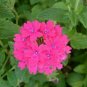 Verbena Verbena uviana Pink ennial plant 1gallon Live Plant NN7