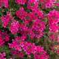 Verbena Verbena uviana Pink ennial plant 1gallon Live Plant NN7