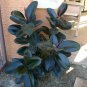 Rubber 6inPot door Houses Air Purifying Shrub Live Plant NN7 6in9 FOLIAGE INDOOR
