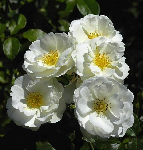Rosa Iceberg White plant 1gallon Live Plant NN7 FR71G Outdoor