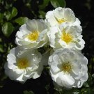 Rosa Iceberg White plant 1gallon Live Plant NN7 FR71G Outdoor
