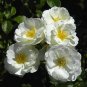 Rosa Iceberg White plant 1gallon Live Plant NN7 FR71G Outdoor