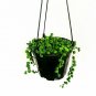 String Of Pearlsenecio Rowleyanus 6 Hangingucculents Live Plant NN7