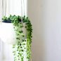 String Of Pearlsenecio Rowleyanus 6 Hangingucculents Live Plant NN7