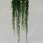 String Of Pearlsenecio Rowleyanus 6 Hangingucculents Live Plant NN7