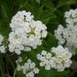 Lantana White Lantana MontTrailing White plant 1gallon Live Plant NN7