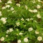 Lantana White Lantana MontTrailing White plant 1gallon Live Plant NN7