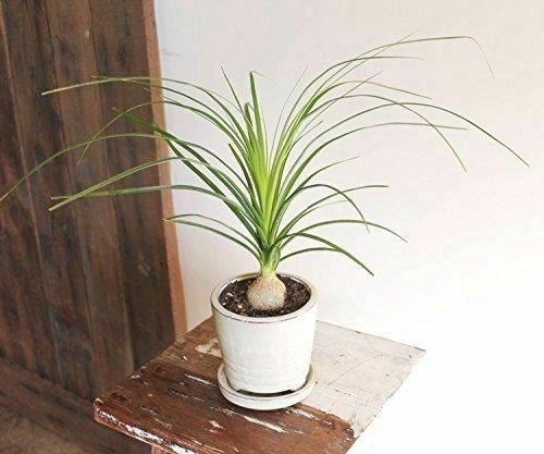 Ponytail Palm Primium Foliage  Live Plant NN7 4inPot  Indoor CO8