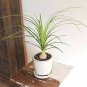 Ponytail Palm Primium Foliage  Live Plant NN7 4inPot  Indoor CO8