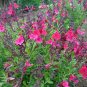 Salvia Greggii FurmanS Red plant 1gallon Live Plant NN7