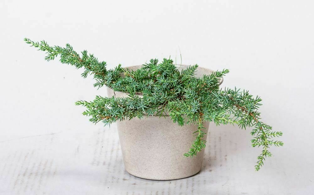 Junius communis Green Carpet Green Carpet Juni plant 5gallon Live Plant NN7 mr75