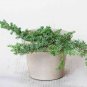 Junius communis Green Carpet Green Carpet Juni plant 5gallon Live Plant NN7 mr75