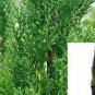 Cupressus semp Stricta Italian Cypress s plant 5gallon Live Plant NN7 fr7