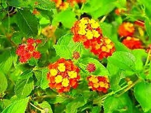 Lantana Orange Red Lantana Radiation Improved Po plant 1gallon Live Plant NN7