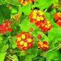 Lantana Orange Red Lantana Radiation Improved Po plant 1gallon Live Plant NN7