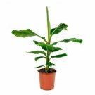 Bananas Fruit Banana Live Plant NN7 10inpot