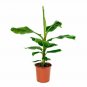 Bananas Fruit Banana Live Plant NN7 10inpot