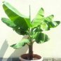 Bananas Fruit Banana Live Plant NN7 10inpot
