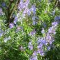 Creeping Rosemary Rosmarinus Of Prostratus plant 1gallon Live Plant NN7