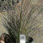 New Zealand Hairyedges Carex Testacea Grasses plant 1gallon Live Plant NN7