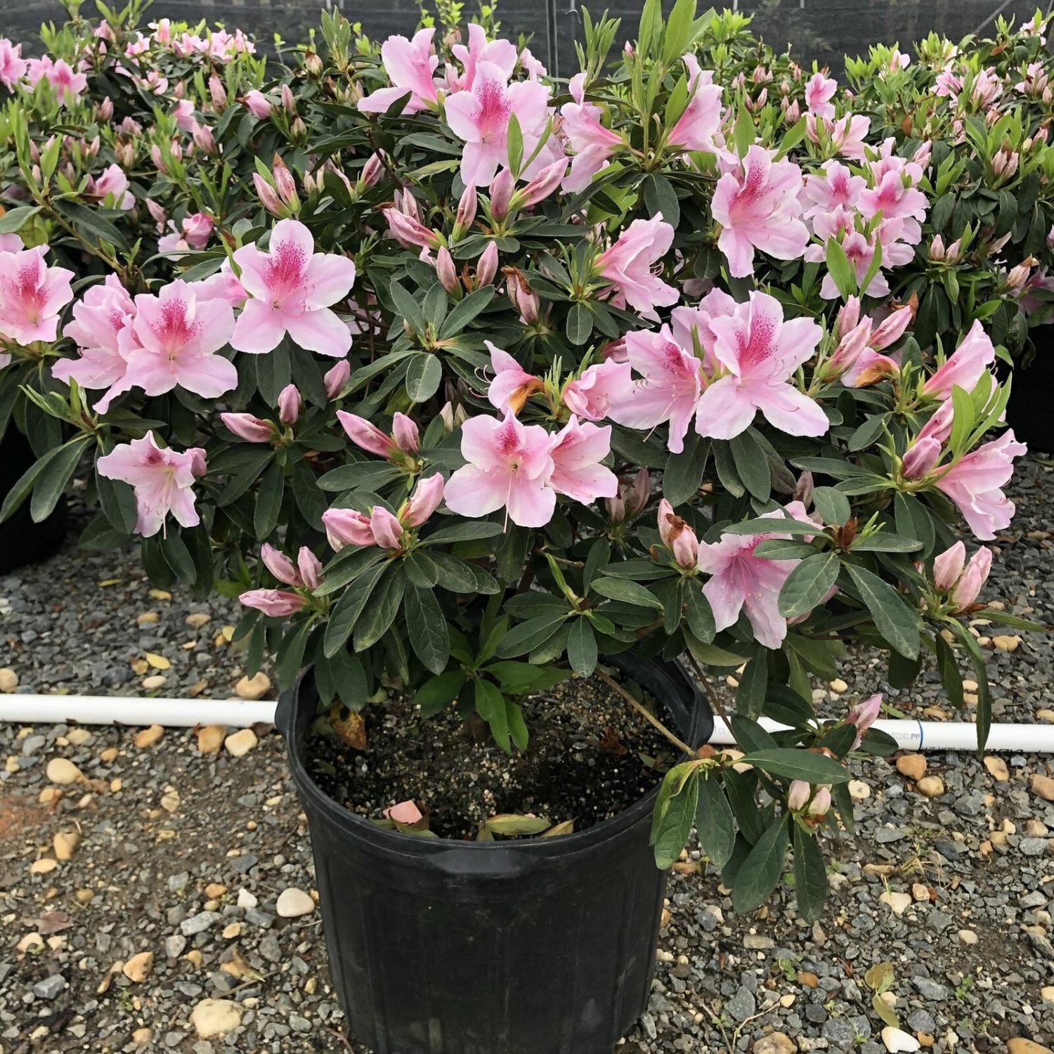 Azalea George Azalea Pink Tabor plant 5gallon Live Plant NN7 FR75G Outdoor flowe