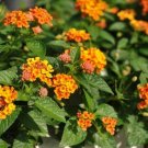 Lantana Radiation Orange Red plant 1gallon Live Plant NN7 FR71G Outdoor