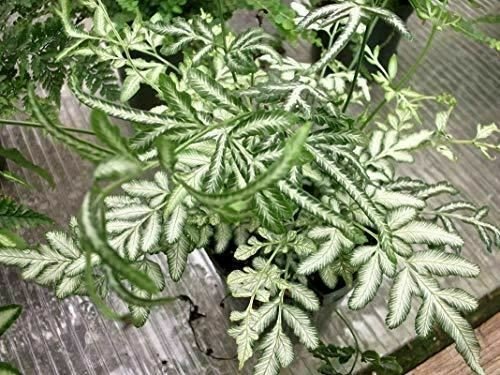 Silver Lace Fern Pteris Ensiformis Evergemiensis  Live Plant NN7 4inPot  Indoor