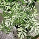 Silver Lace Fern Pteris Ensiformis Evergemiensis  Live Plant NN7 4inPot  Indoor